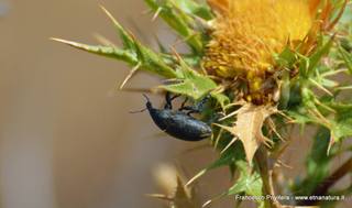 nte Venere-15-07-2015 21-01-52